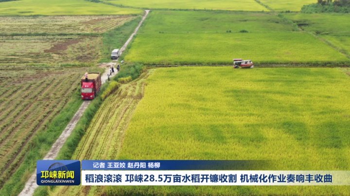 【20250915】稻浪滚滚 邛崃28.5万亩水稻开镰收割 机械化作业奏响丰收曲