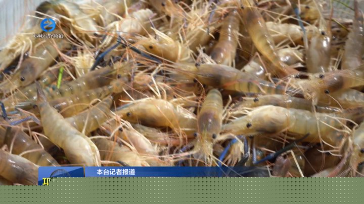 【20250910】为成都市民增添秋季鲜味 “邛崃产”罗氏虾肥美上市