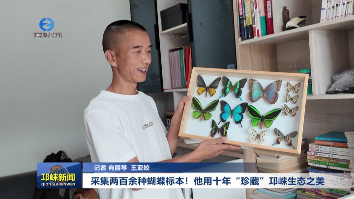 【20250918】采集两百余种蝴蝶标本！他用十年“珍藏”邛崃生态之美