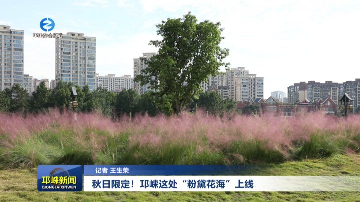 【20251013】秋日限定！邛崃这处“粉黛花海”上线