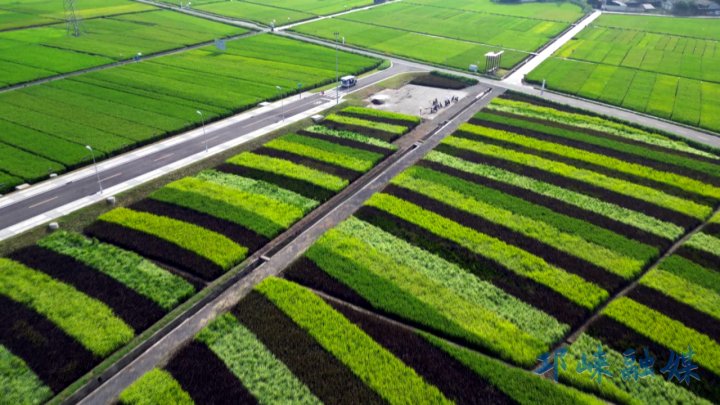 世界粮食日丨从实验室到田间地头，邛崃奋力打造新时代更高水平 “天府粮仓”