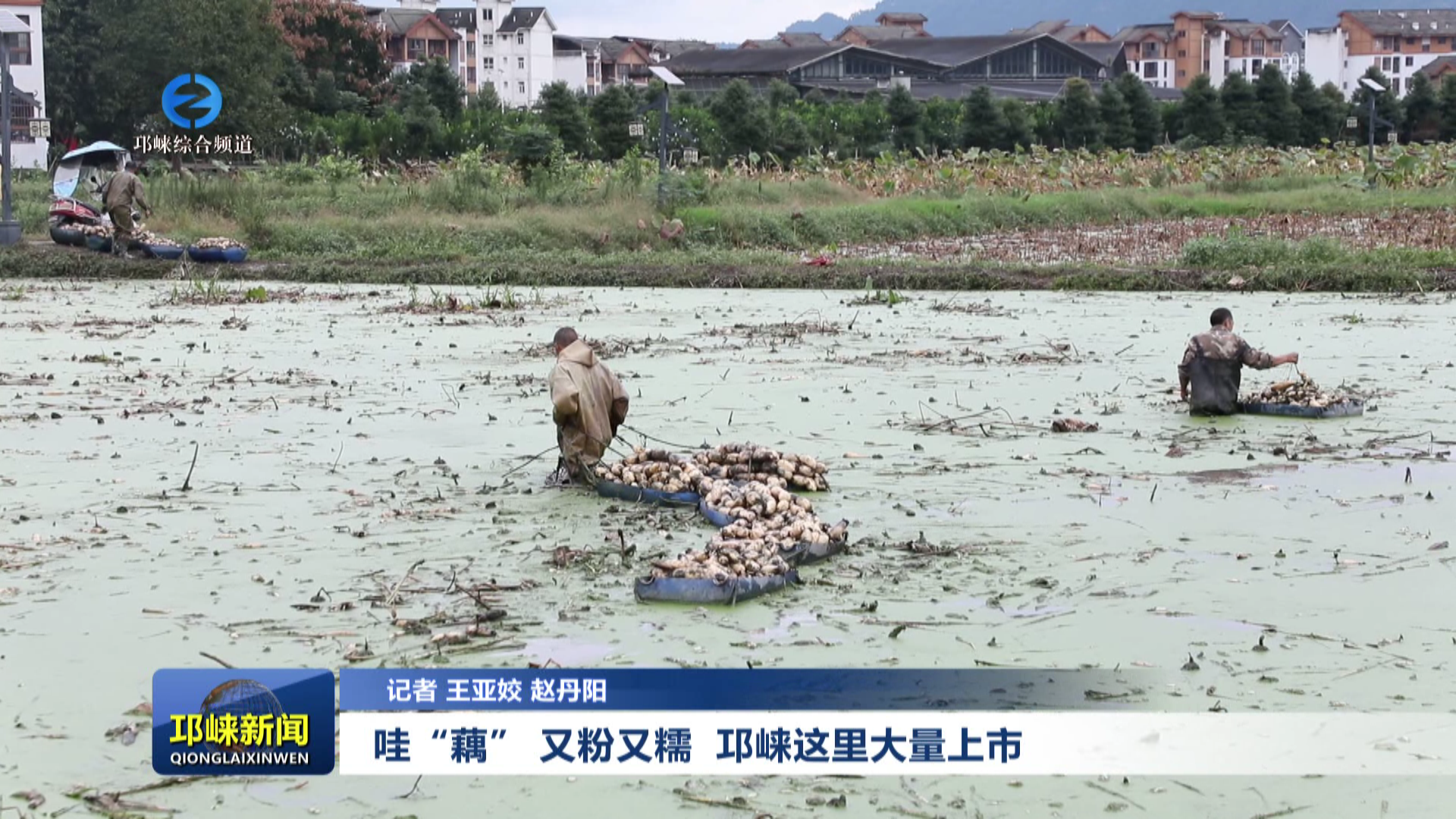 【20251021】哇“藕” 又粉又糯  邛崃这里大量上市！