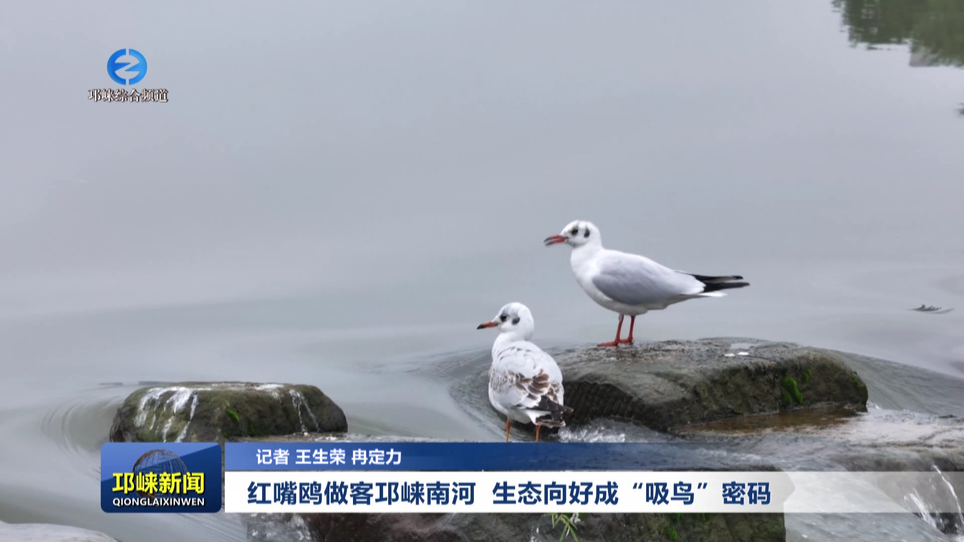 【20251105】红嘴鸥做客邛崃南河 生态向好成“吸鸟”密码