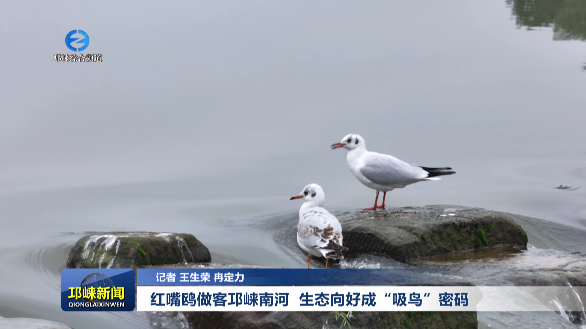 【20251105】红嘴鸥做客邛崃南河 生态向好成“吸鸟”密码