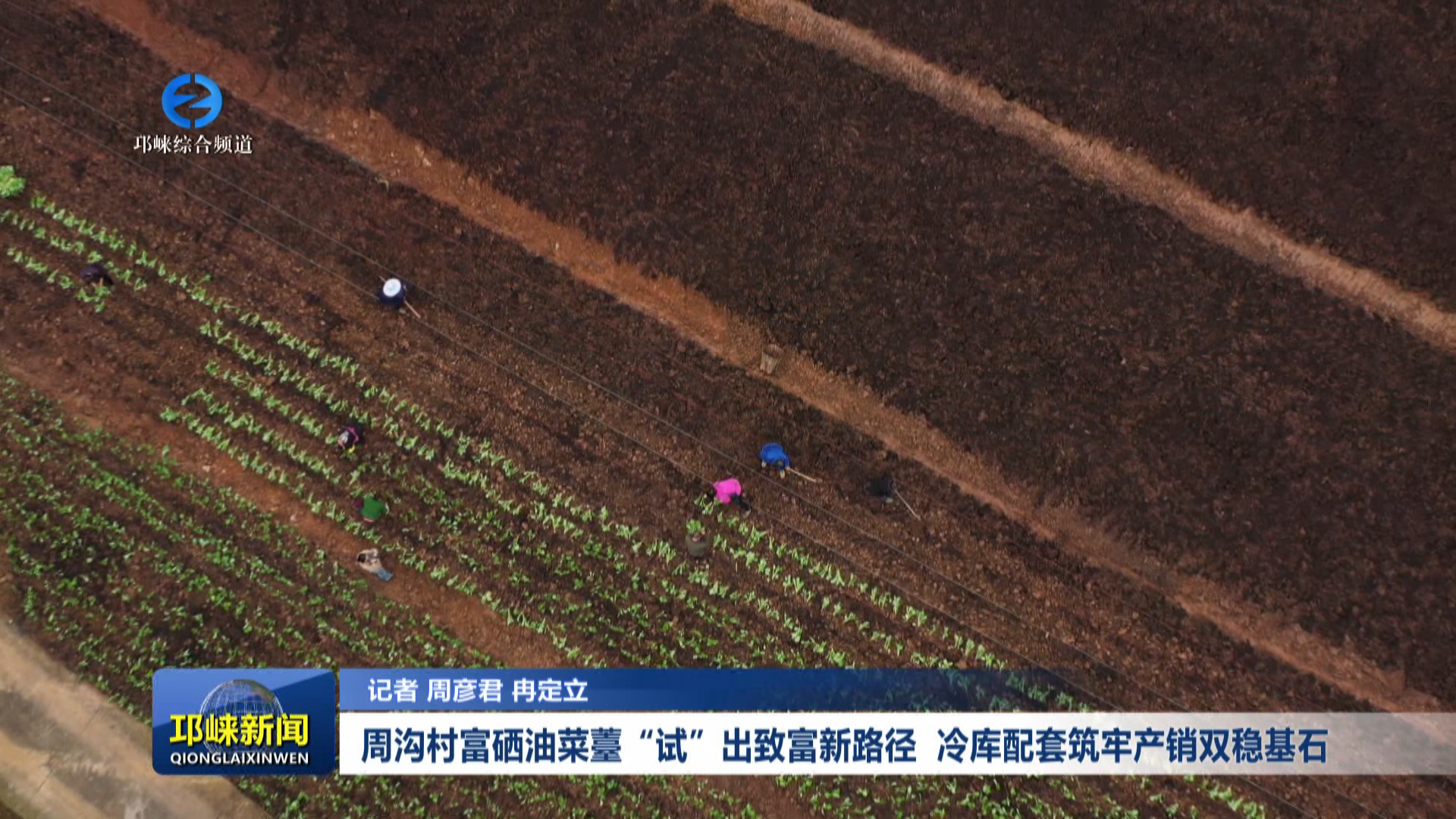 【20251112】周沟村富硒油菜薹“试”出致富新路径 冷库配套筑牢产销双稳基石