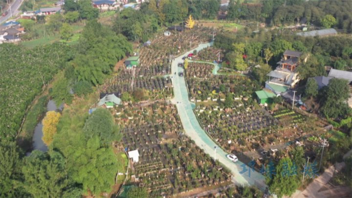 以盆景为笔，绘就邛崃乡村振兴绿色画卷