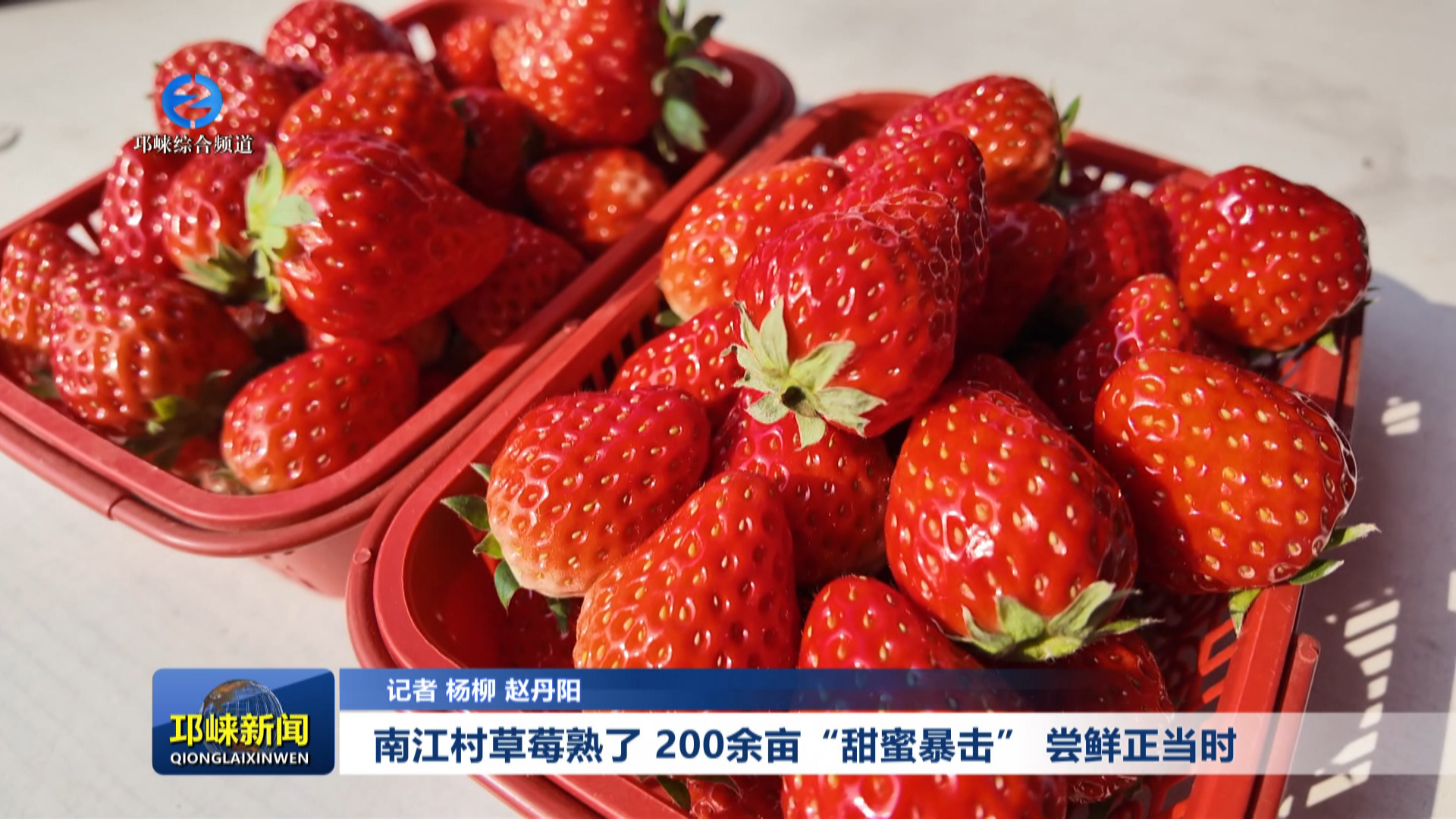 【20251216】南江村草莓熟了 200余亩“甜蜜暴击” 尝鲜正当时