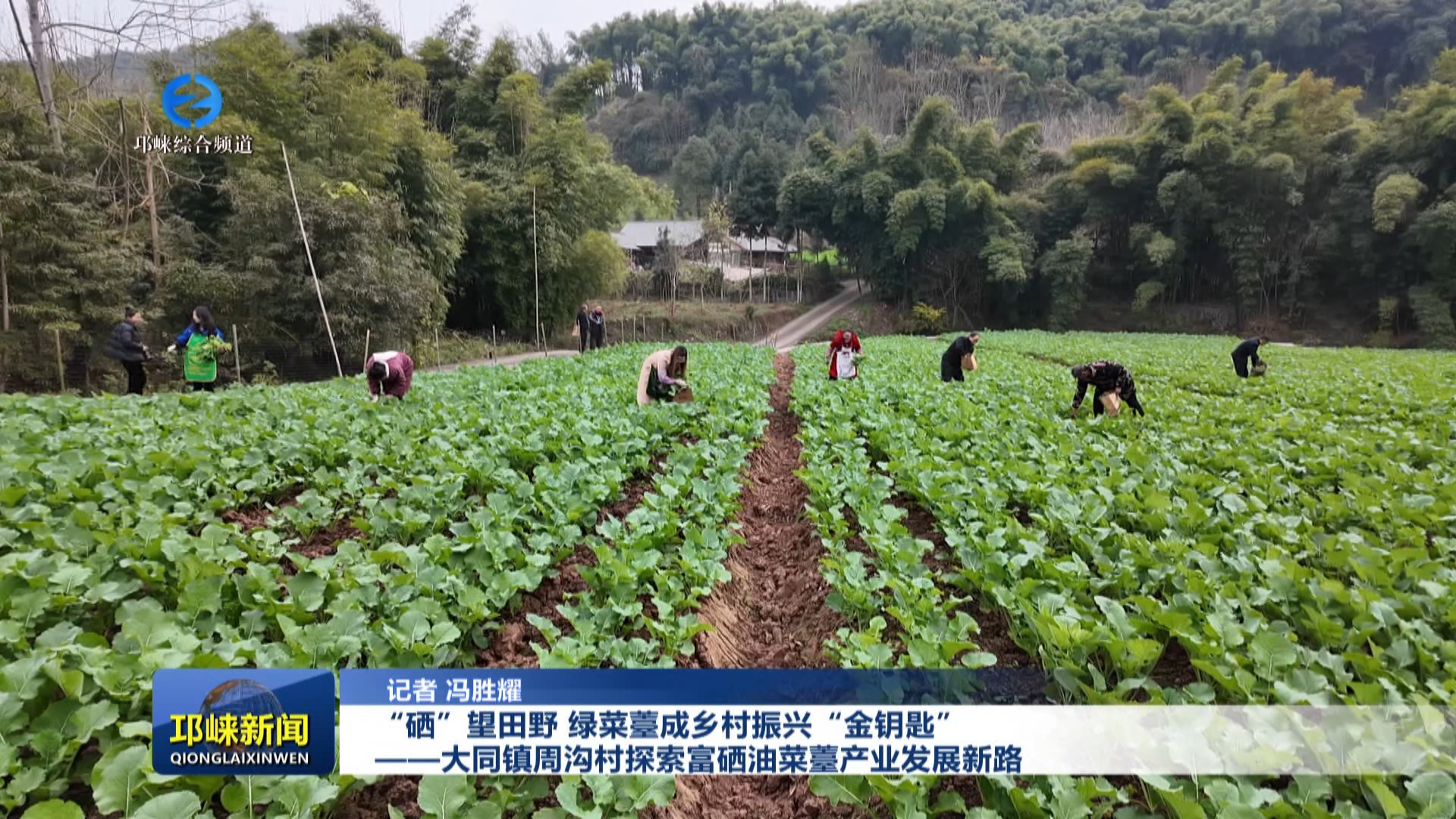 【20251224】“硒”望田野，绿菜苔薹成乡村振兴“金钥匙”——大同镇周沟村探