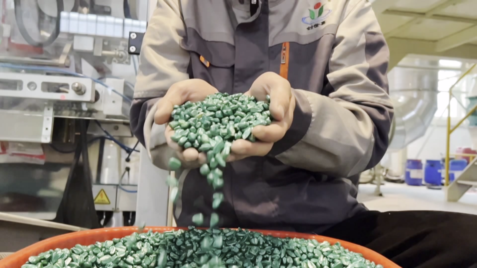 国家级认证落地即量产，天府现代种业园赋能玉米新品种“直达田间”