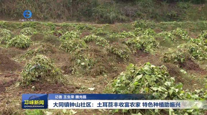 【20260107】大同镇钟山社区：土耳苕丰收富农家 特色种植助振兴