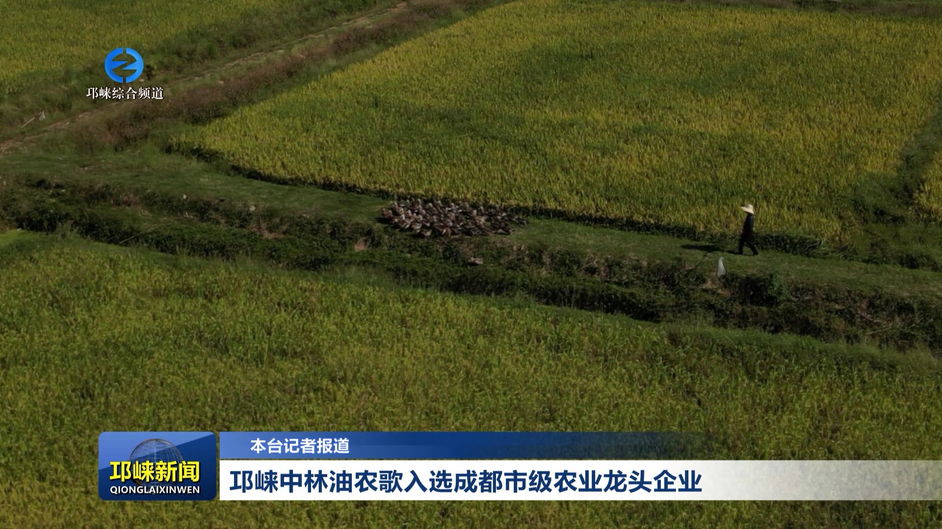 【20260127】邛崃中林油农歌入选成都市级农业龙头企业