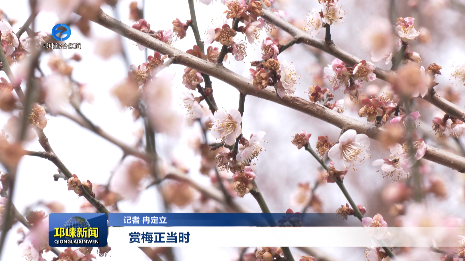 【20260206】赏梅正当时