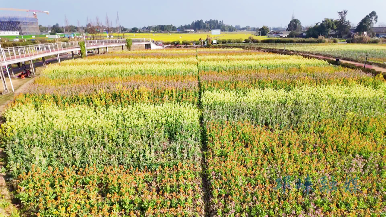 邛崃五彩油菜花海浪漫上线！