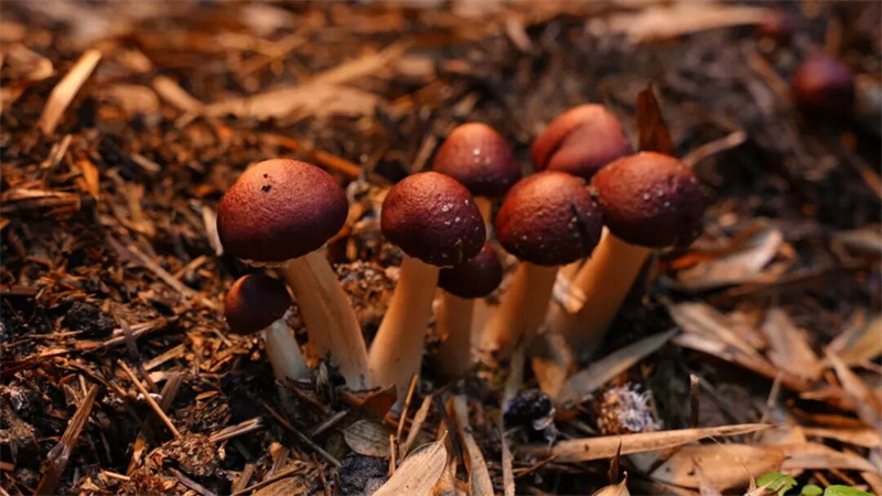 竹林里撑起“致富伞”，邛崃赤松茸迎丰收