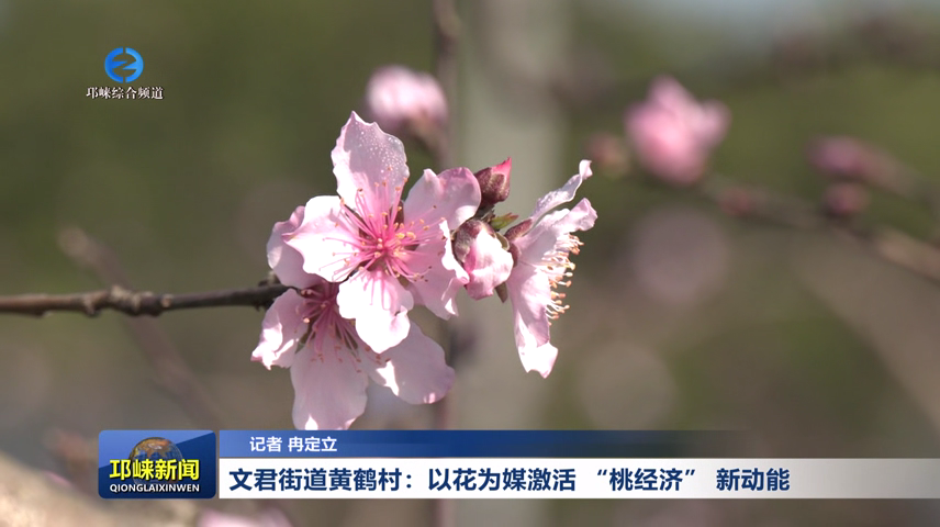 【20260304】文君街道黄鹤村：以花为媒激活 “桃经济” 新动能