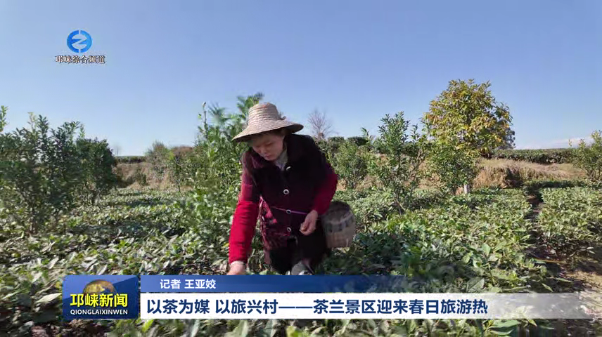 【20260304】以茶为媒 以旅兴村——茶兰景区迎来春日旅游热