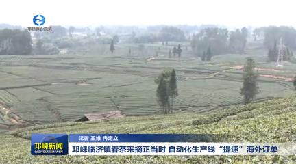 【20260305】邛崃临济镇春茶采摘正当时 自动化生产线“提速”海外订单