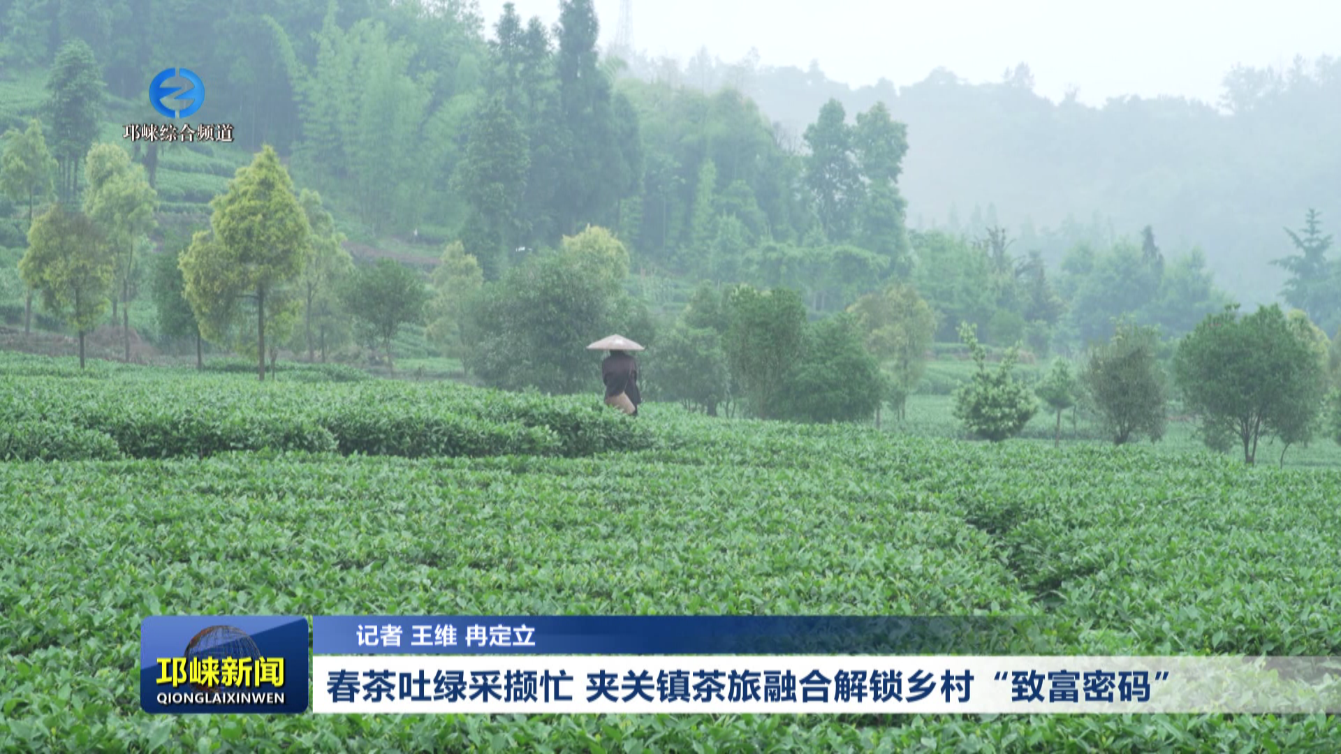 【20260306】春茶吐绿采撷忙 夹关镇茶旅融合解锁乡村“致富密码”