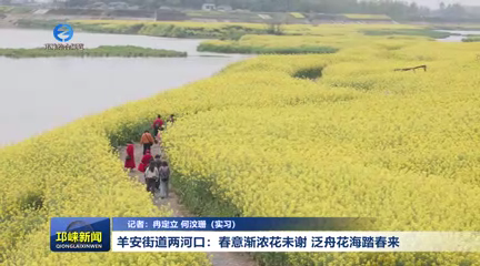 【20260311】羊安街道两河口：春意渐浓花未谢 泛舟花海踏春来