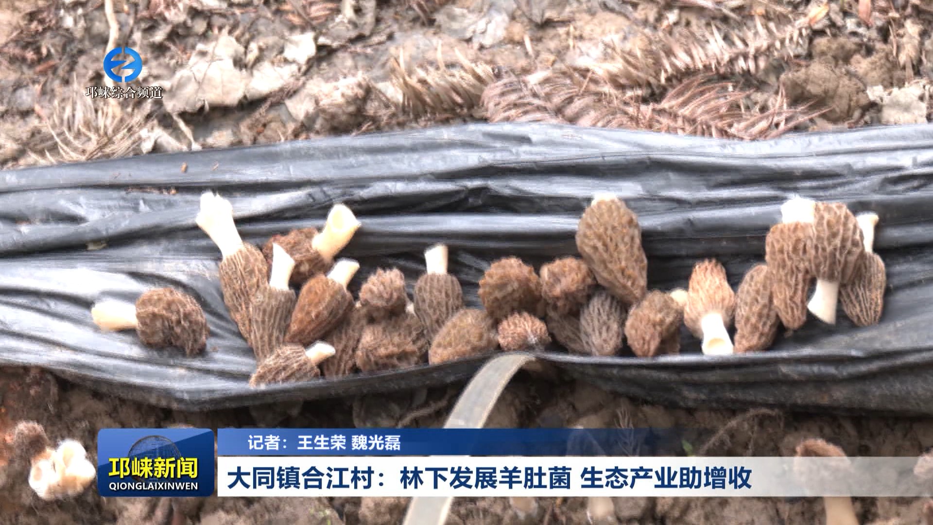 【20260312】大同镇合江村：林下发展羊肚菌 生态产业助增收