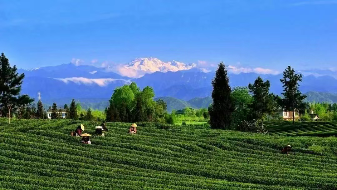 和撒贝宁同框后，这位村民今年更忙了！