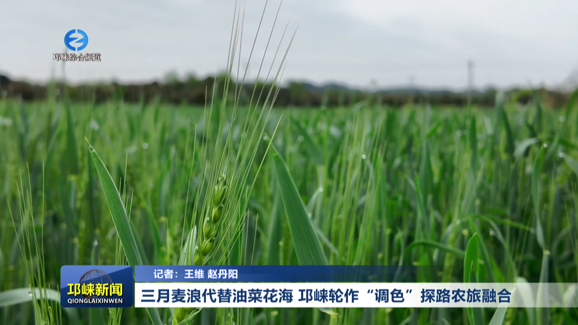 【20260319】三月麦浪代替油菜花海 邛崃轮作“调色”探路农旅融合