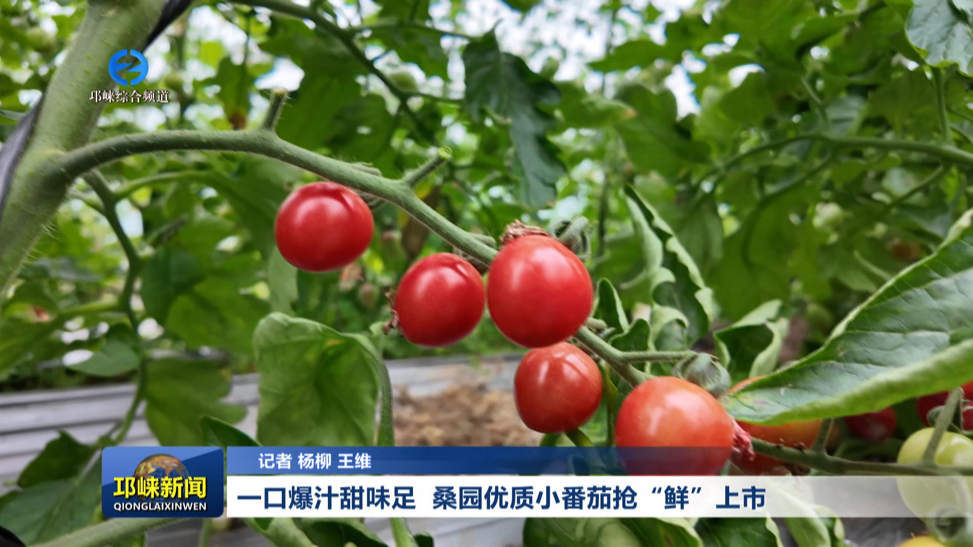 【20260323】一口爆汁甜味足 桑园优质小番茄抢“鲜”上市