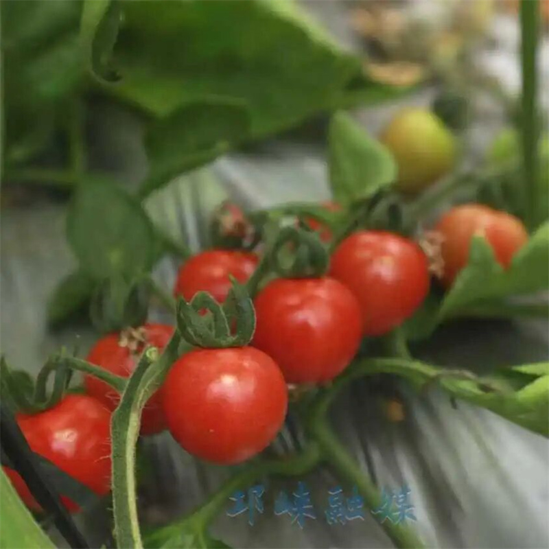邛崃桑园小番茄开园采摘