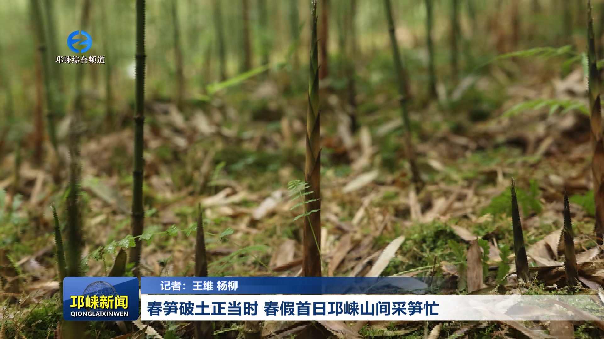 【20260401】春笋破土正当时 春假首日邛崃山间采笋忙