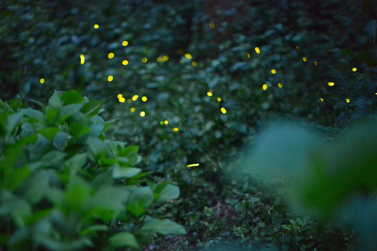 成都天台山旅游景区2026年首波萤火虫来啦！