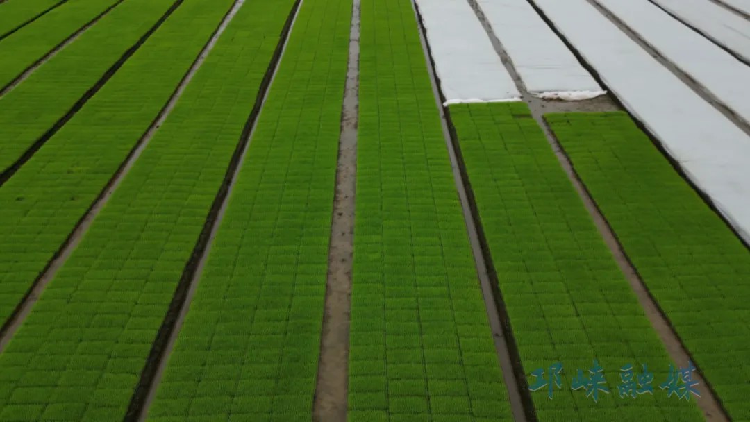 邛崃智慧工厂全程自动化育苗，为春耕“提速赋能”