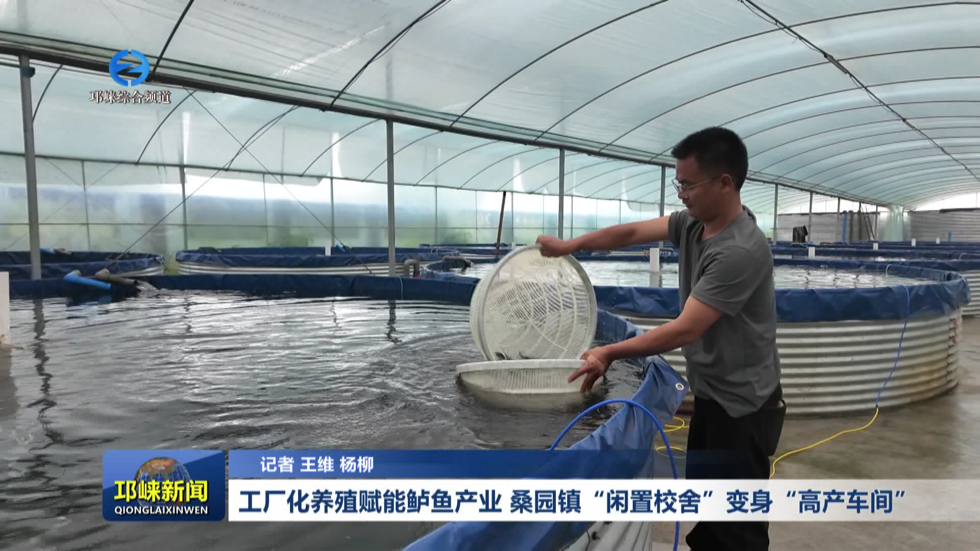 【20260413】工厂化养殖赋能鲈鱼产业，桑园镇“闲置校舍”变身“高产车间”
