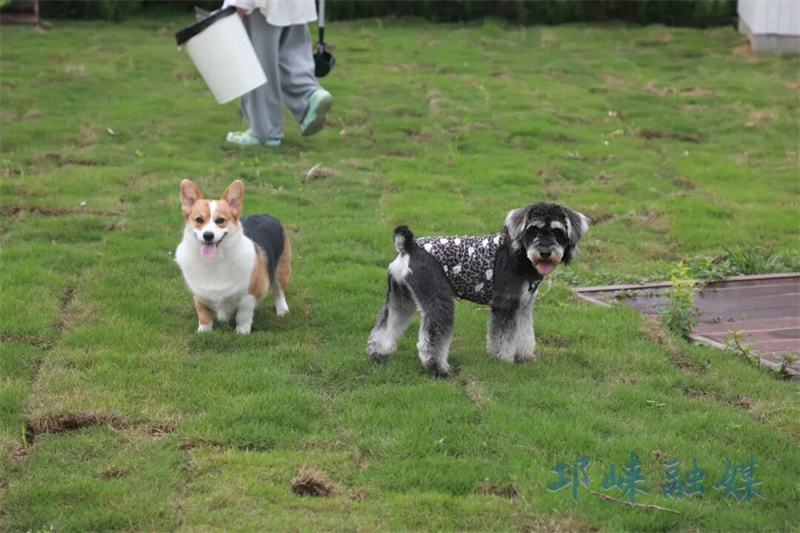 从“寄养”到“宠溺”，邛崃固驿解锁宠物经济新玩法