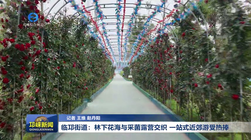 【20260421】临邛街道：林下花海与采菌露营交织 一站式近郊游受热捧