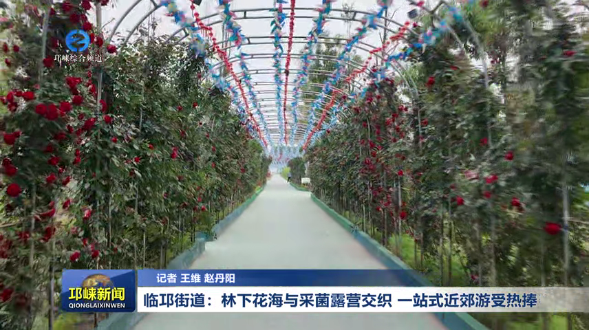 【20260421】临邛街道：林下花海与采菌露营交织 一站式近郊游受热捧