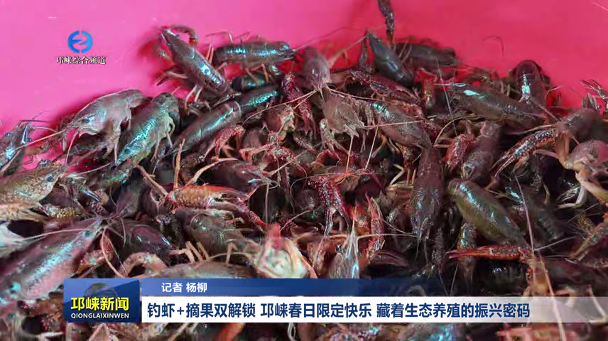 【20260421】钓虾+摘果双解锁！邛崃春日限定快乐，藏着生态养殖的振兴密码