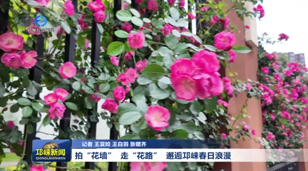 【20260422】拍“花墙”  走“花路”  邂逅邛崃春日浪漫