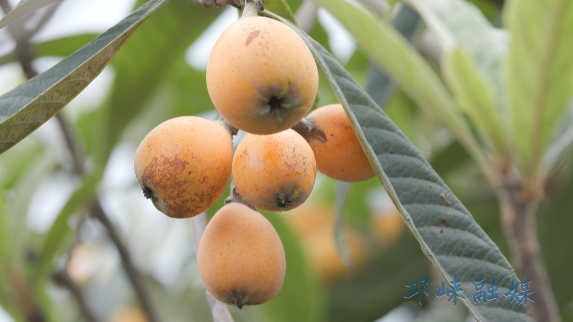 邛崃和平村千亩枇杷迎丰收