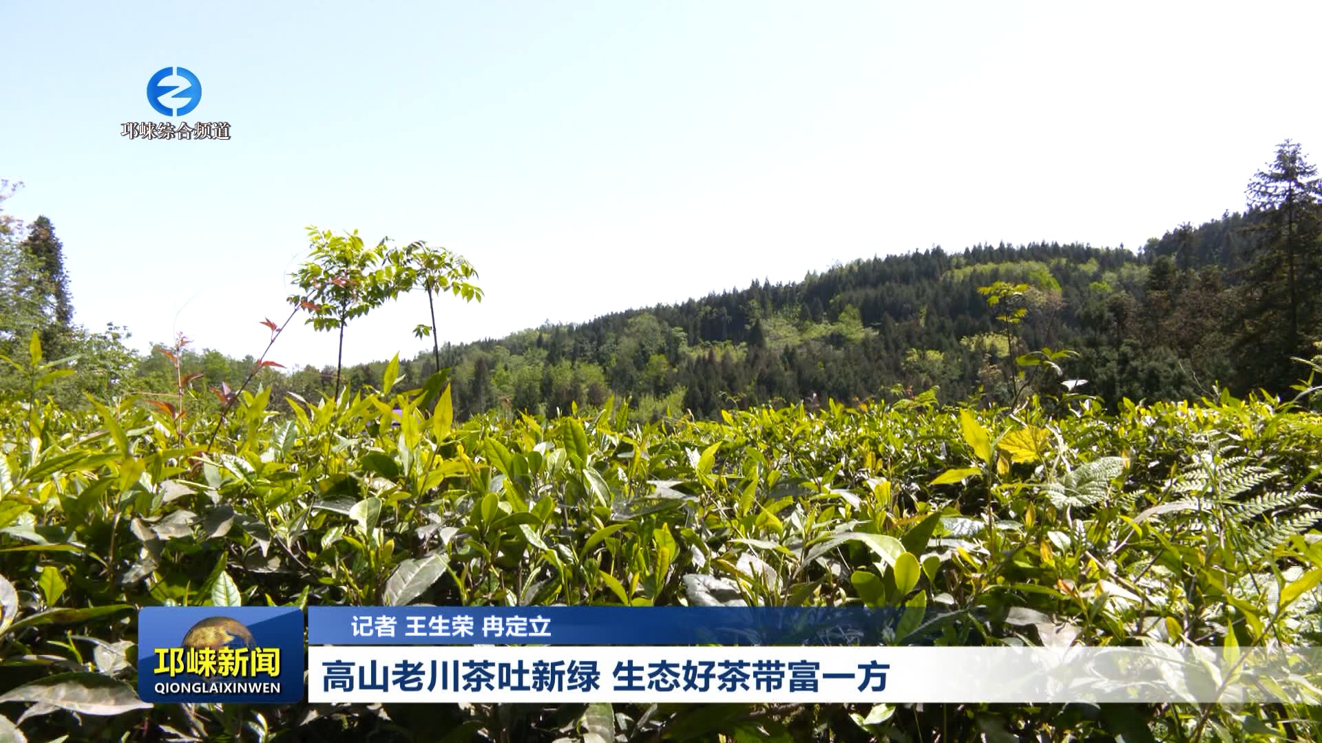 【20260423】高山老川茶吐新绿 生态好茶带富一方