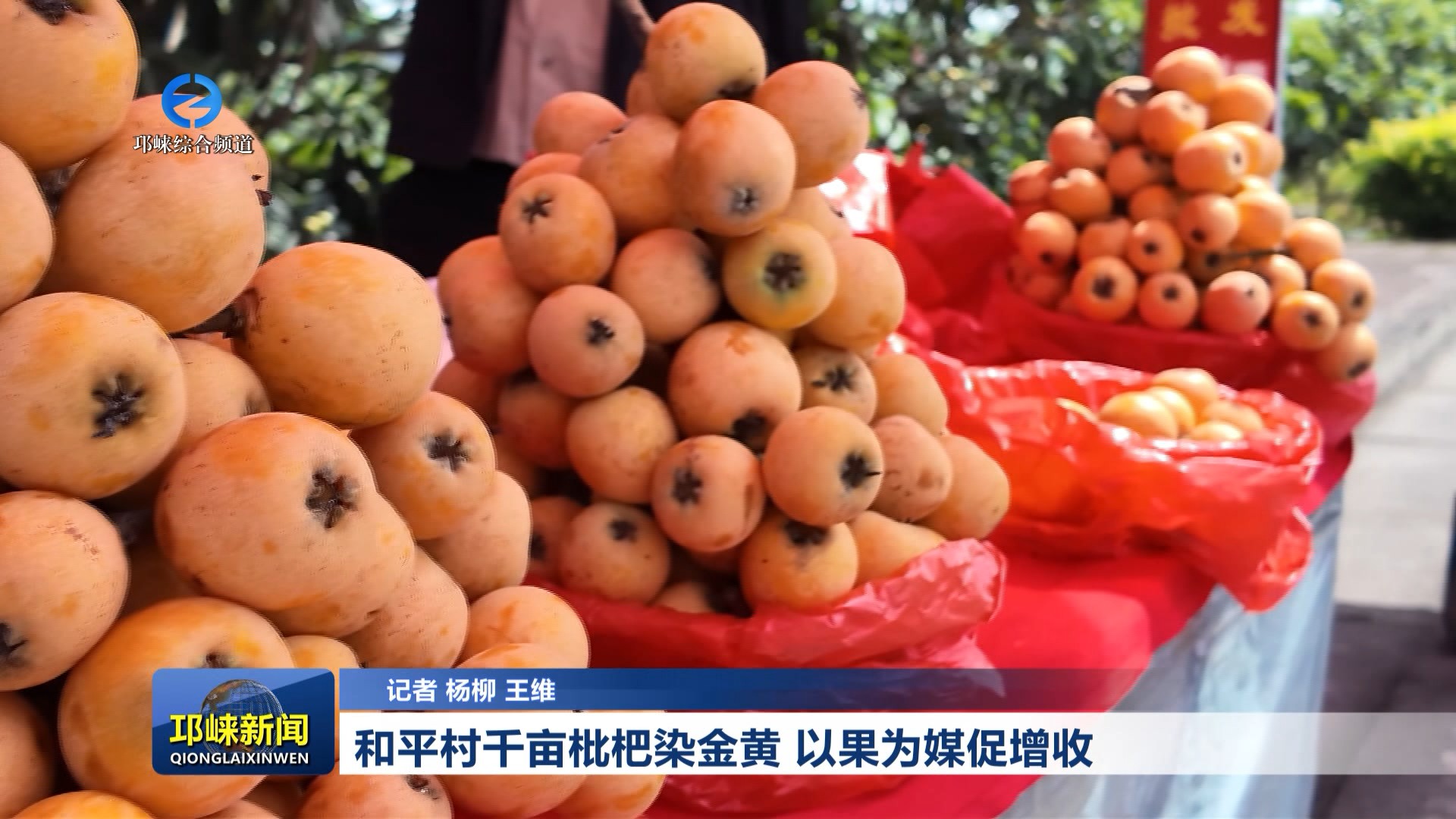 【20260423】和平村千亩枇杷染金黄 以果为媒促增收