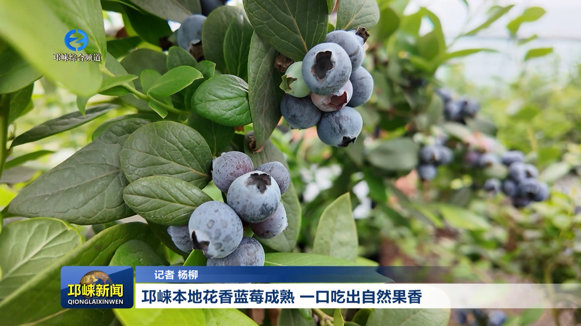 【20260427】邛崃本地花香蓝莓成熟 一口吃出自然果香