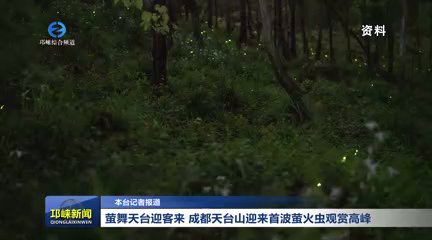 【20260430】萤舞天台迎客来 成都天台山迎来首波萤火虫观赏高峰