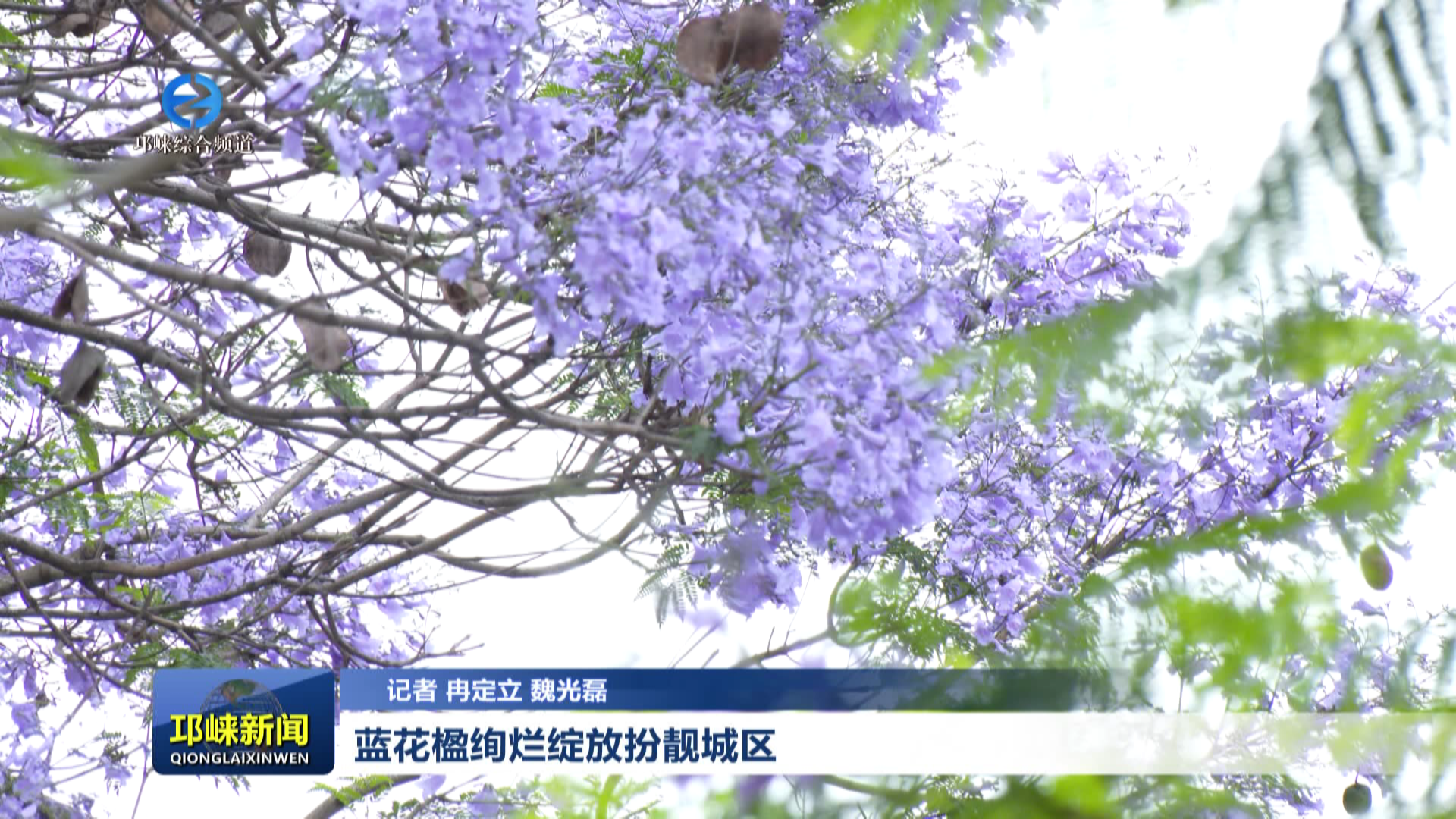 【20260508】蓝花楹绚烂绽放扮靓城区
