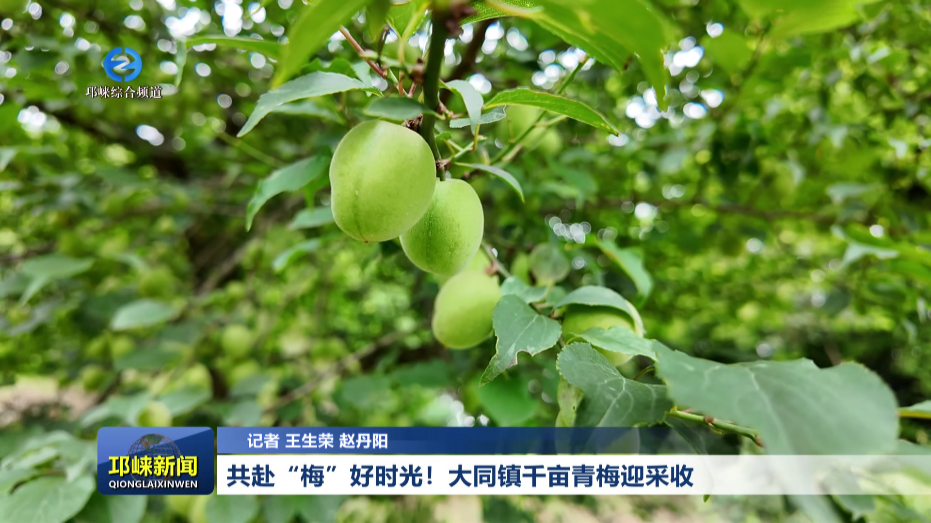 【20260511】共赴“梅”好时光！大同镇千亩青梅迎采收”