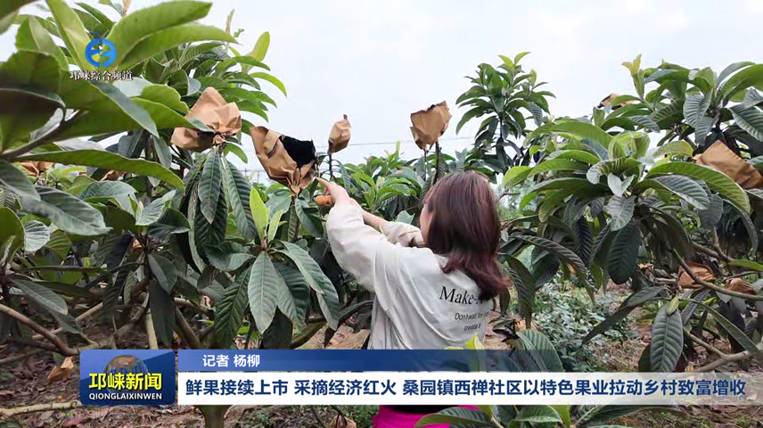 【20260513】鲜果接续上市 采摘经济红火！桑园镇西禅社区以特色果业拉动乡村致富增收~