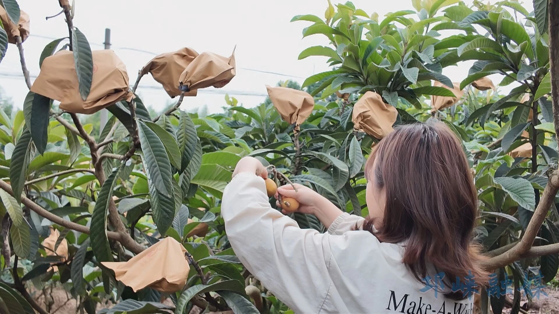 舌尖上的初夏，邛崃鲜果接续上市啦！