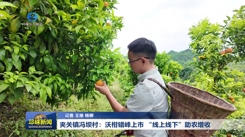 【20260519】夹关镇冯坝村：沃柑错峰上市 “线上线下”助农增收