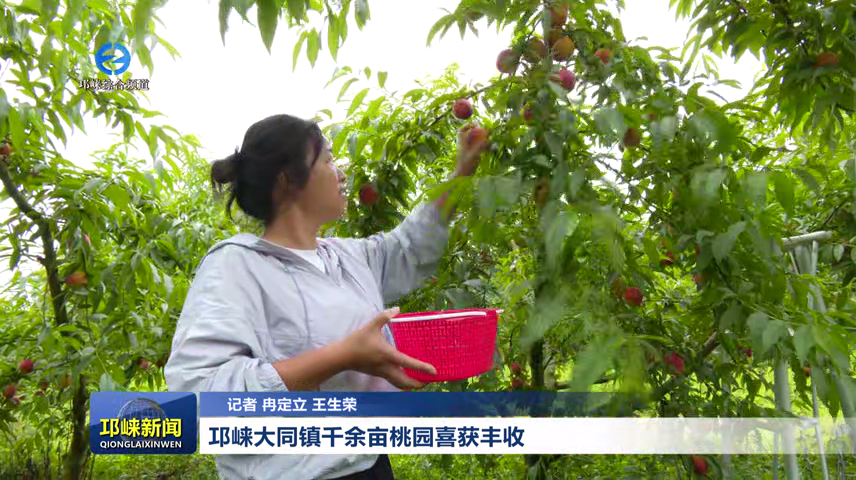 【20260519】邛崃大同镇千余亩桃园喜获丰收