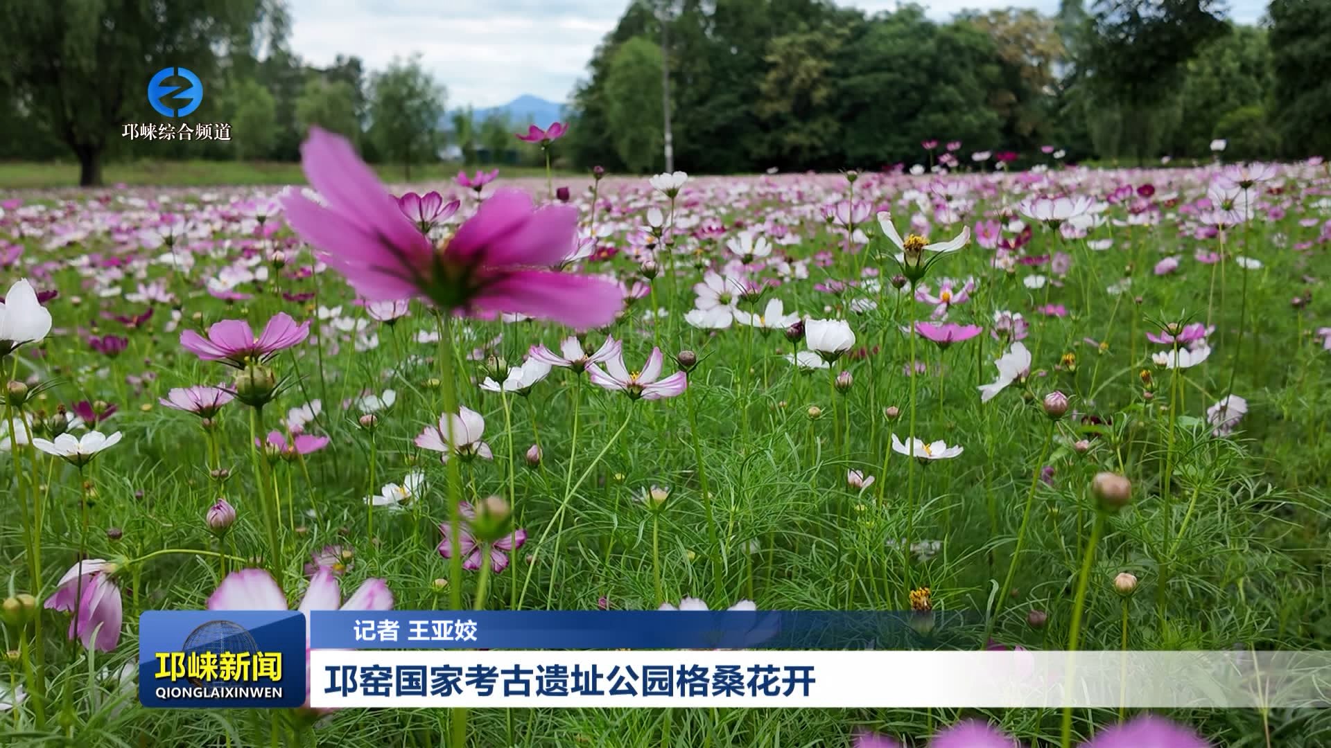 【20260521】邛窑国家考古遗址公园格桑花开