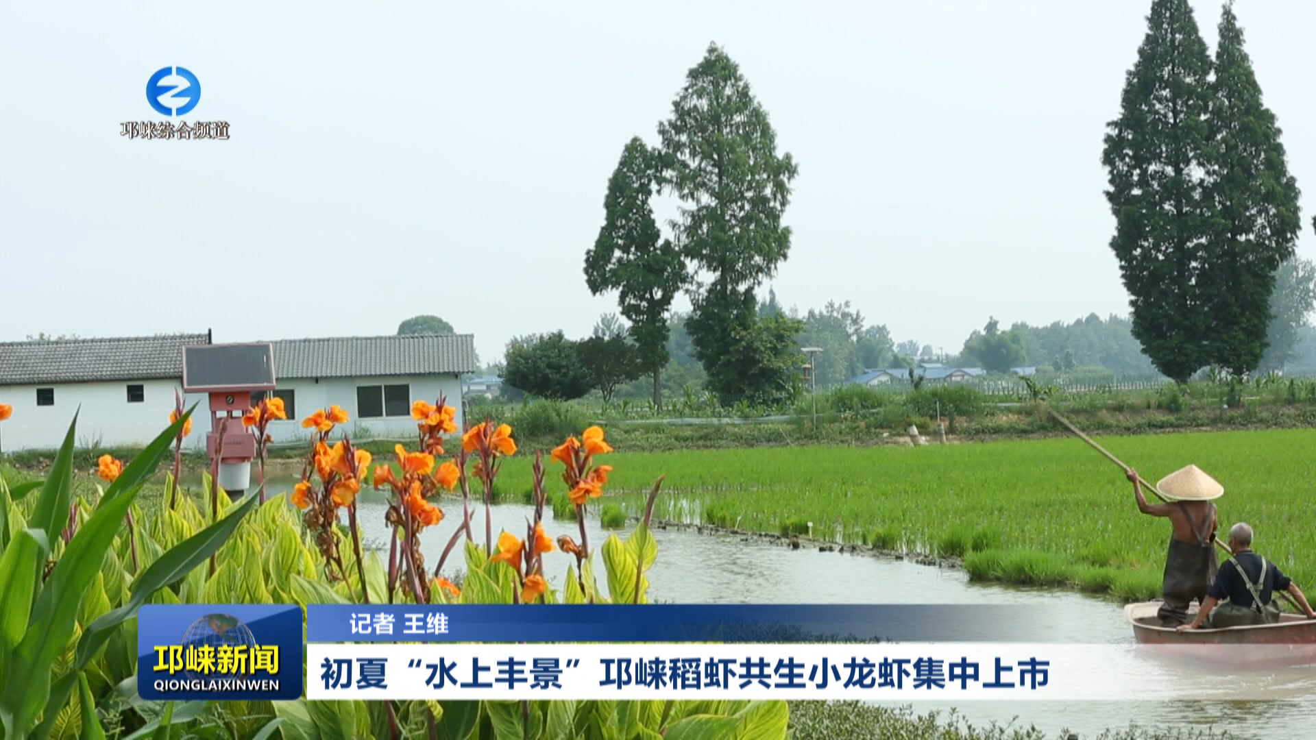 【20260526】初夏“水上丰景”邛崃稻虾共生小龙虾集中上市